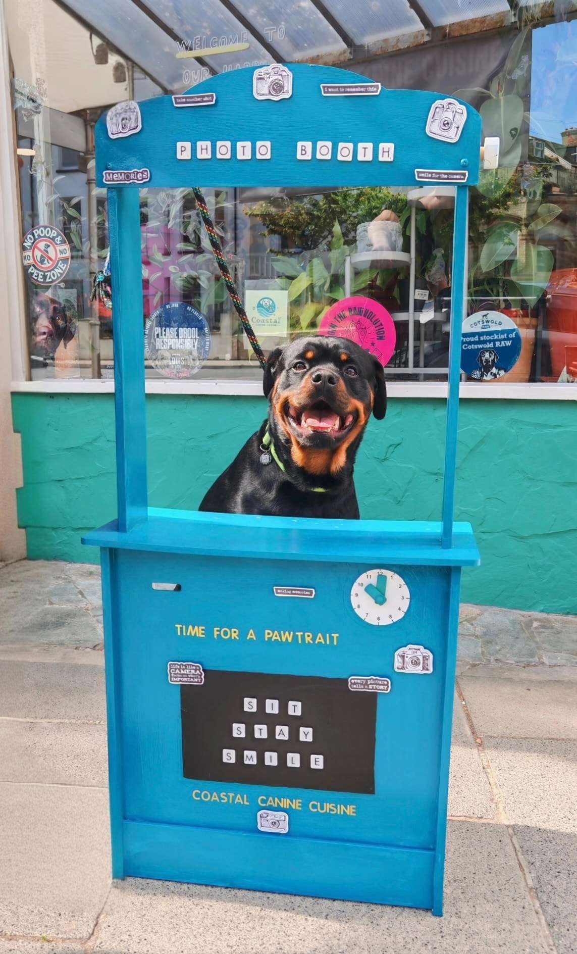 Colourful pet shop treats display